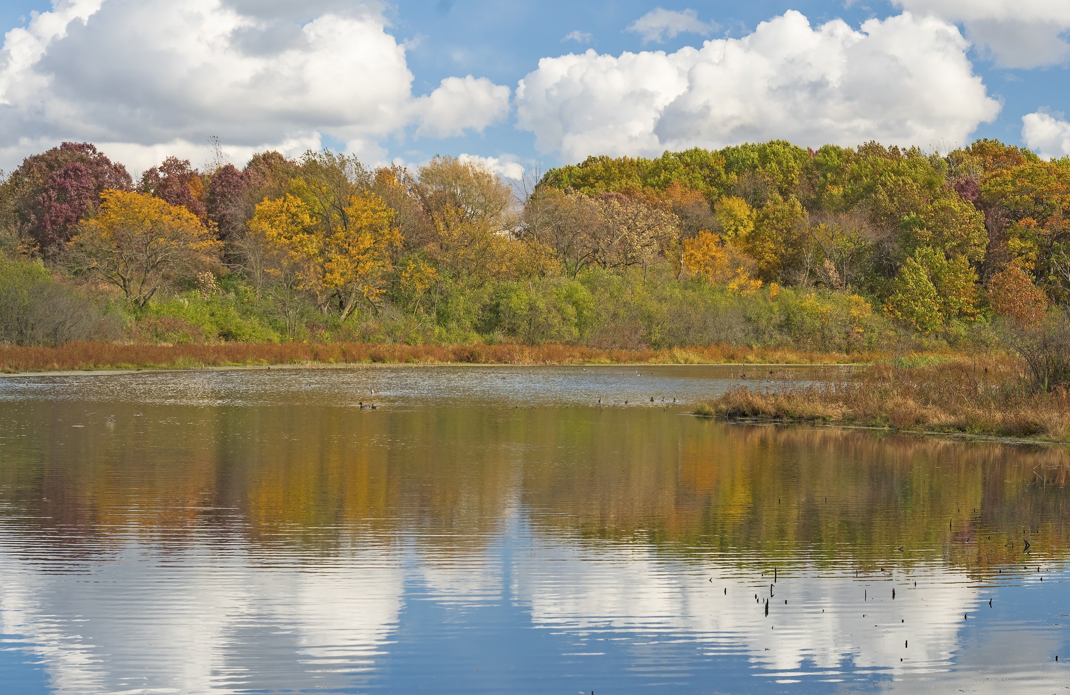 October Colors on a Wetland Pond