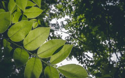 Music Under the Trees/CASA Fundraiser